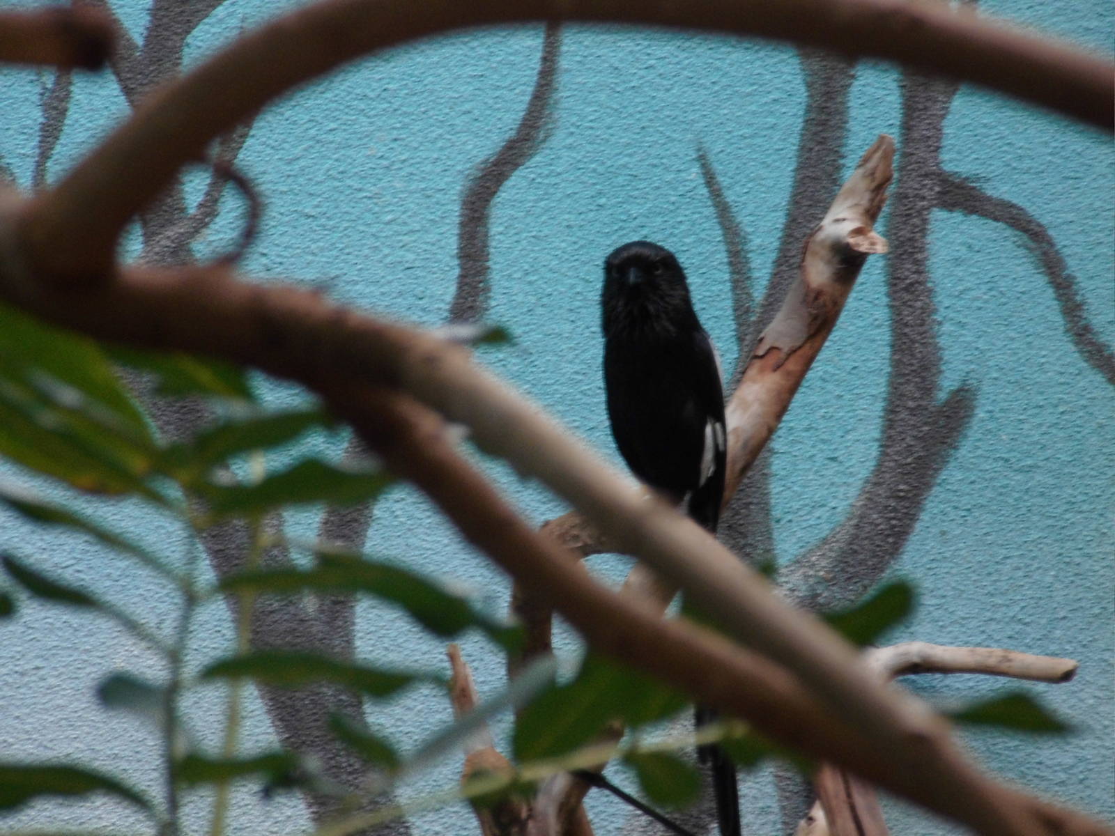 Magpie shrike at Philadelphia zoo 2015-03-08