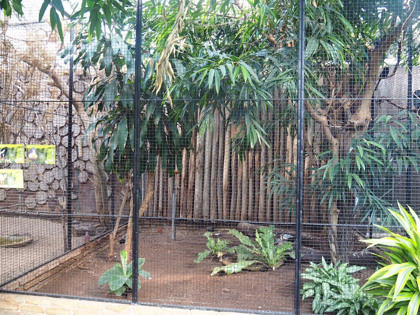 Magpie shrike, Cinnamon ground dove and Egyptian plover aviary, 2022-08-28