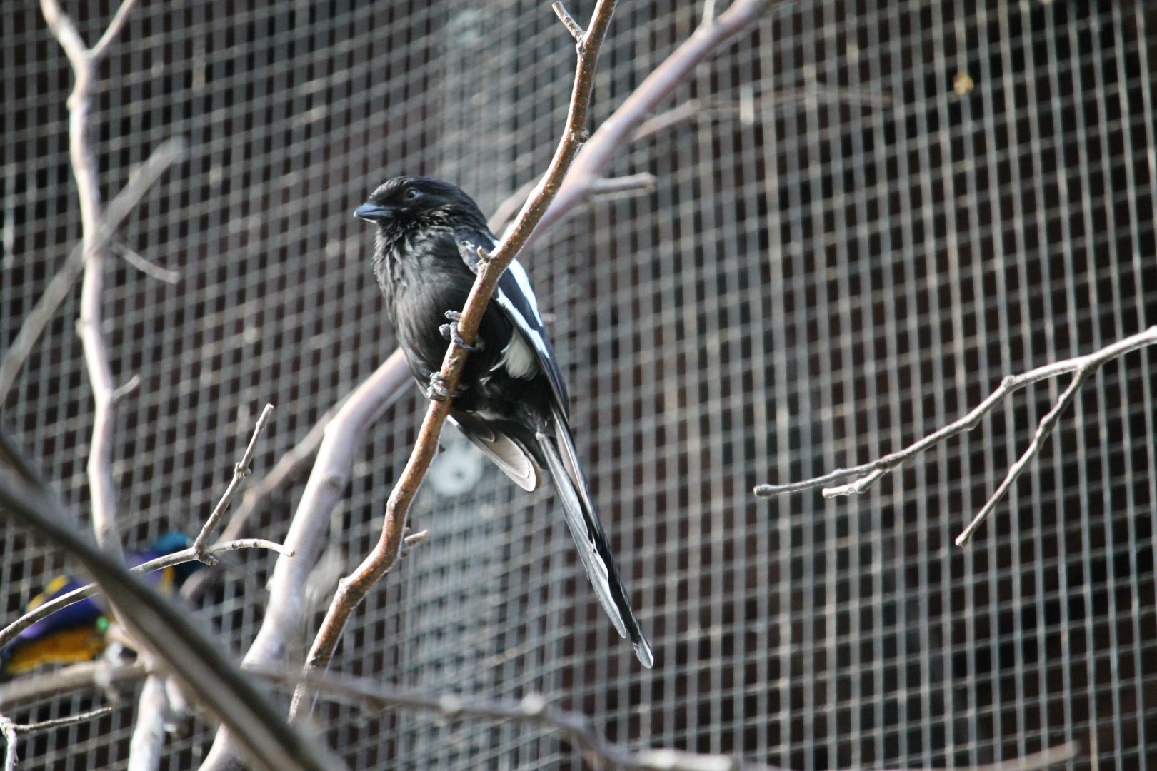 Magpie Shrike (Lanius melanoleucus)