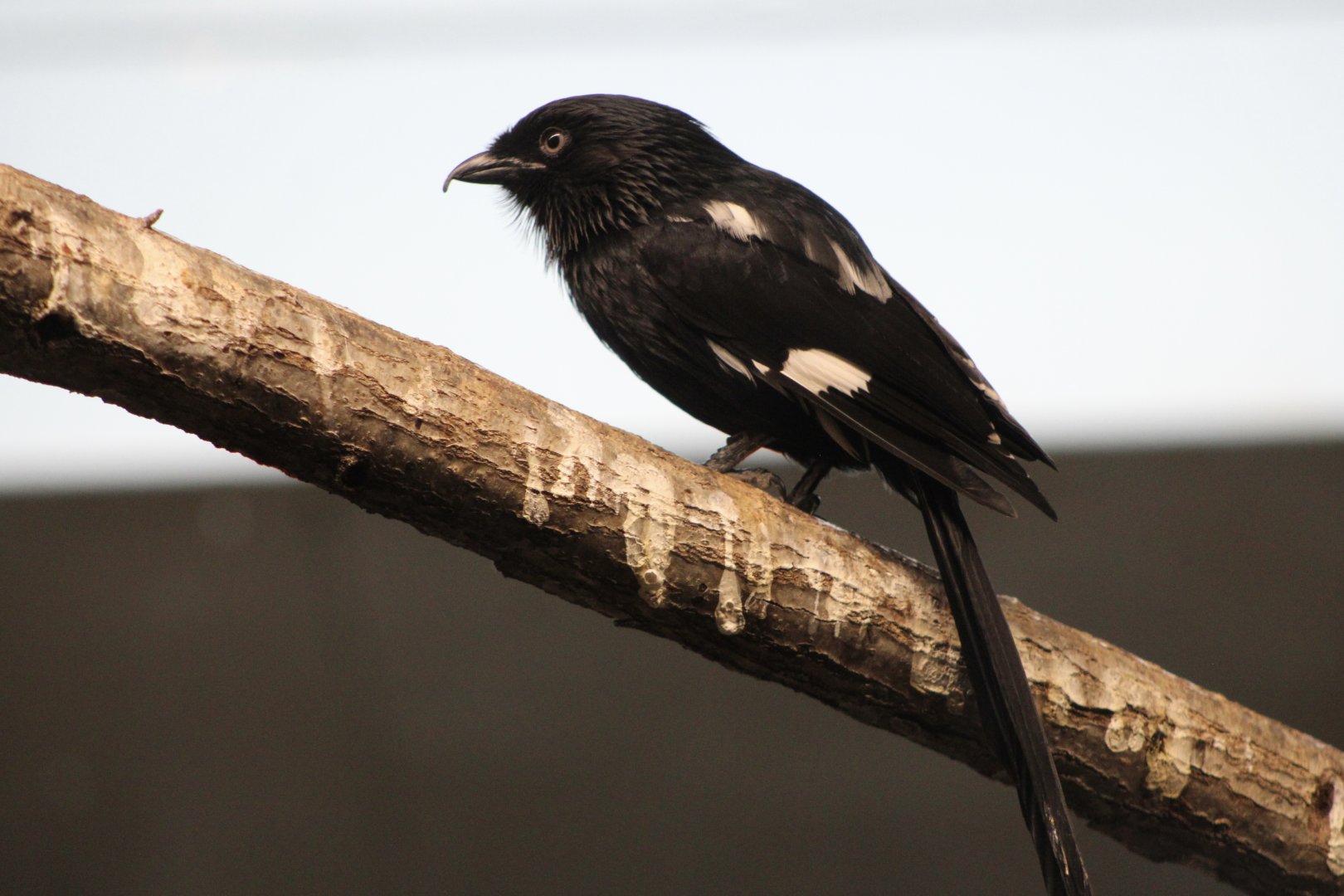 Magpie Shrike (Lanius melanoleucus)
