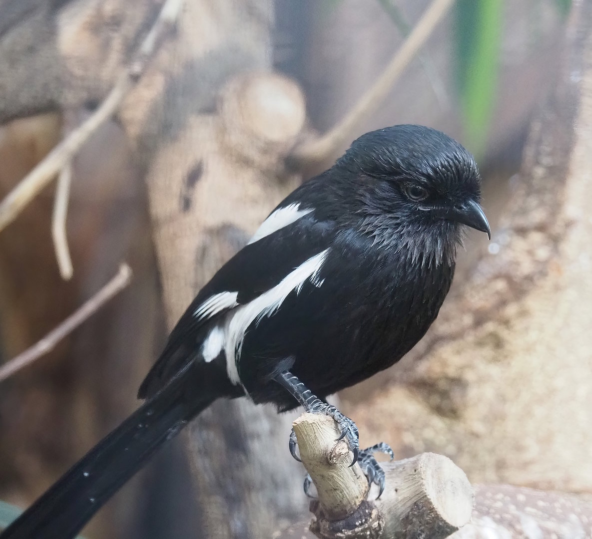 Magpie shrike (Urolestes melanoleucus), 2022-08-28