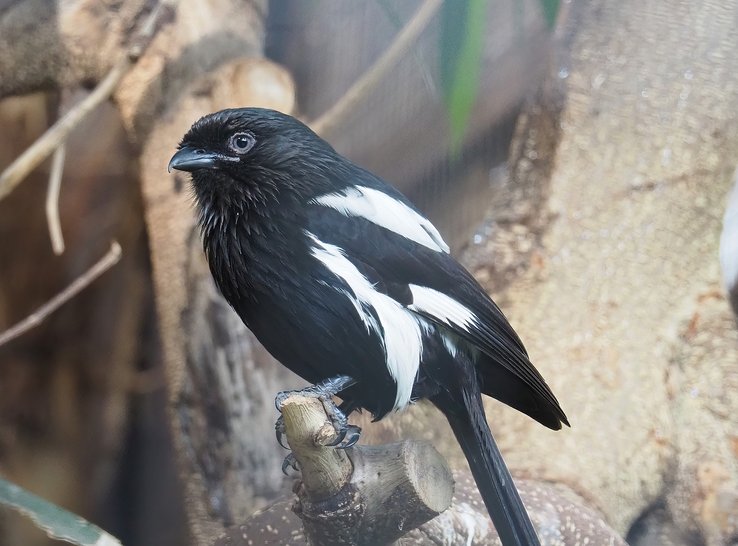 Magpie shrike (Urolestes melanoleucus), 2022-08-28