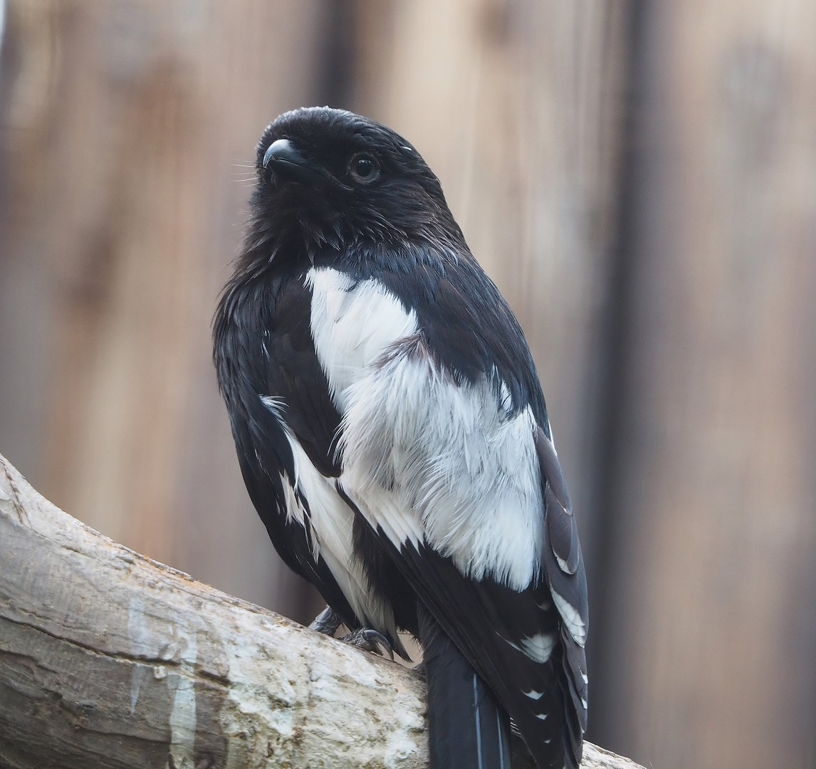 Magpie shrike (Urolestes melanoleucus), 2022-08-28