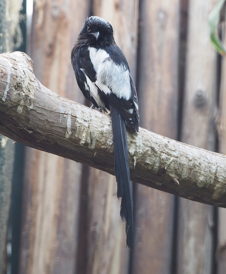 Magpie shrike (Urolestes melanoleucus), 2022-08-28