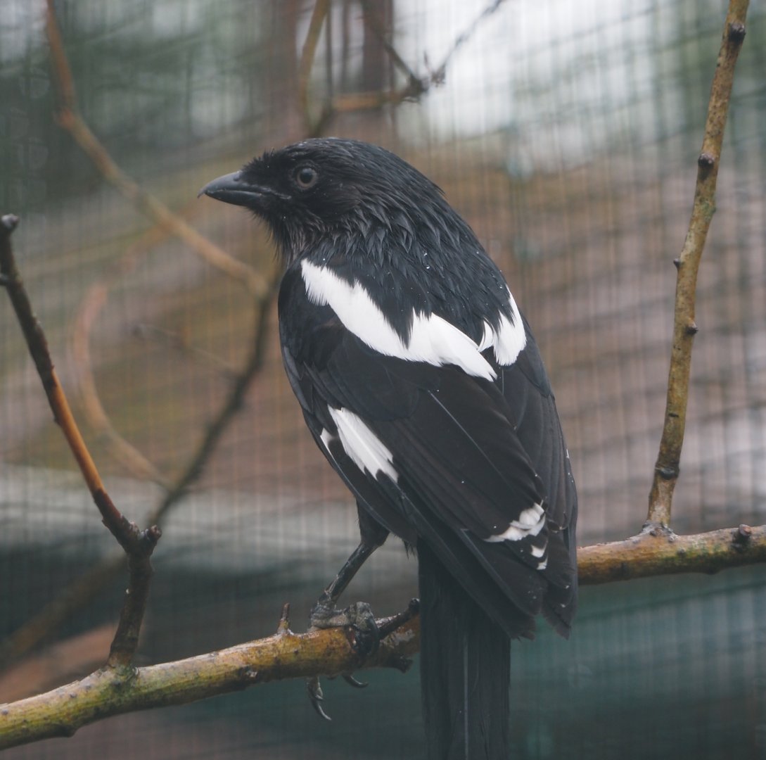 Magpie shrike (Urolestes melanoleucus), 2024-05-22