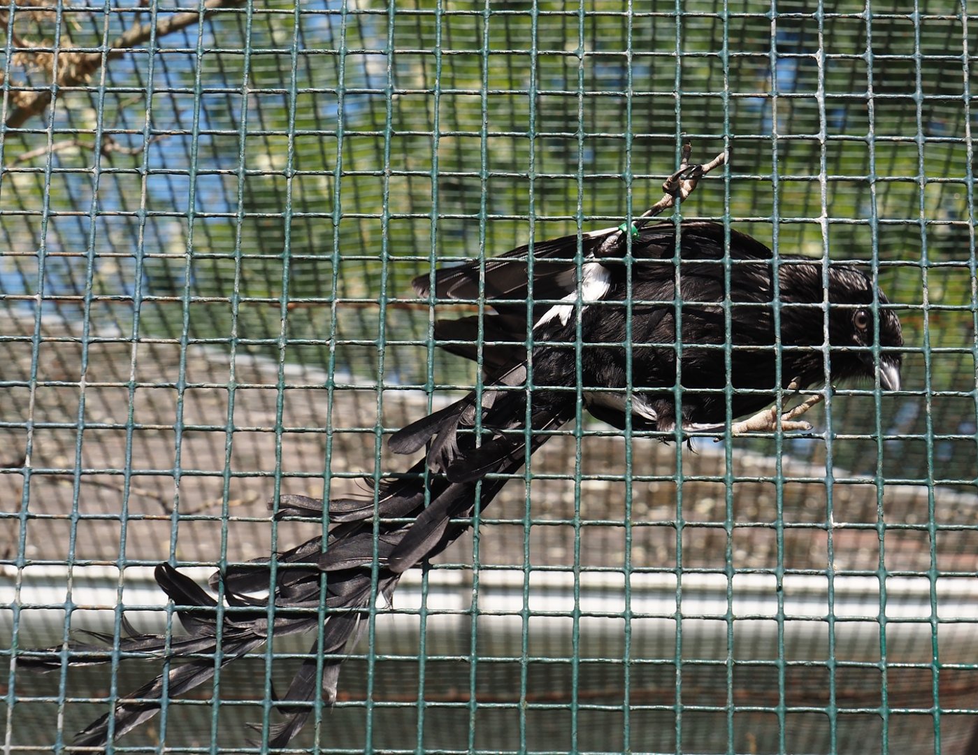 Magpie shrike (Urolestes melanoleucus), 2024-05-23