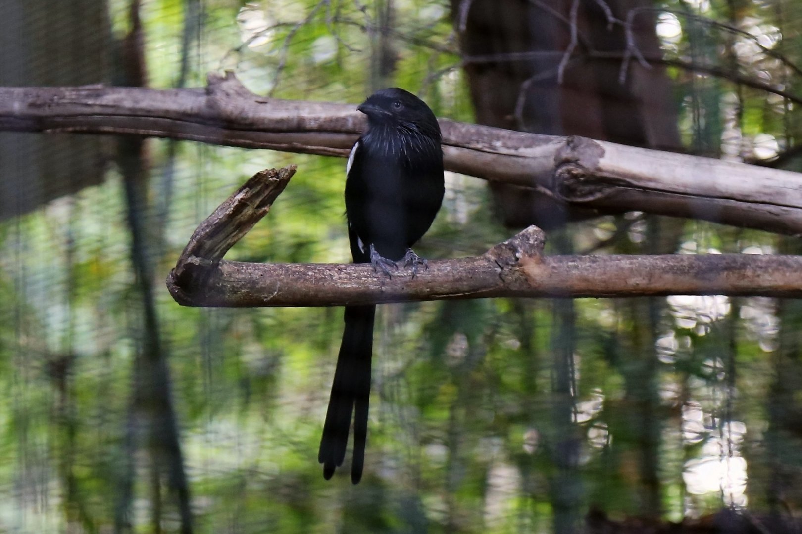 Magpie Shrike (Urolestes melanoleucus)