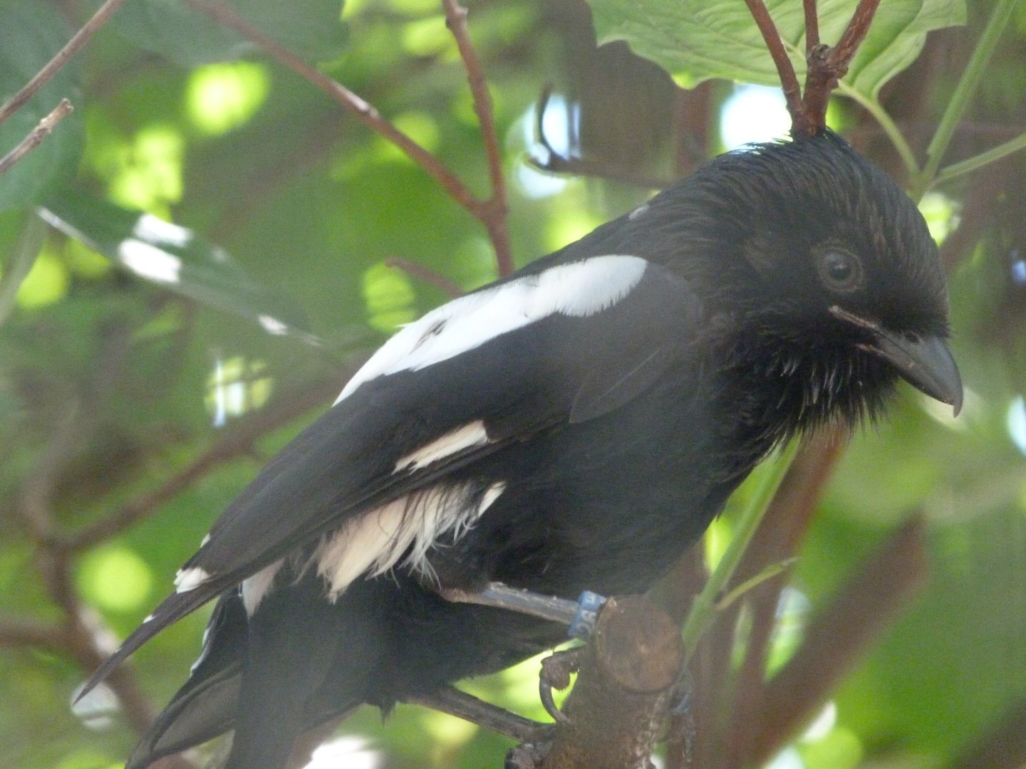 Magpie shrike -Zoo Plzeň (2025)