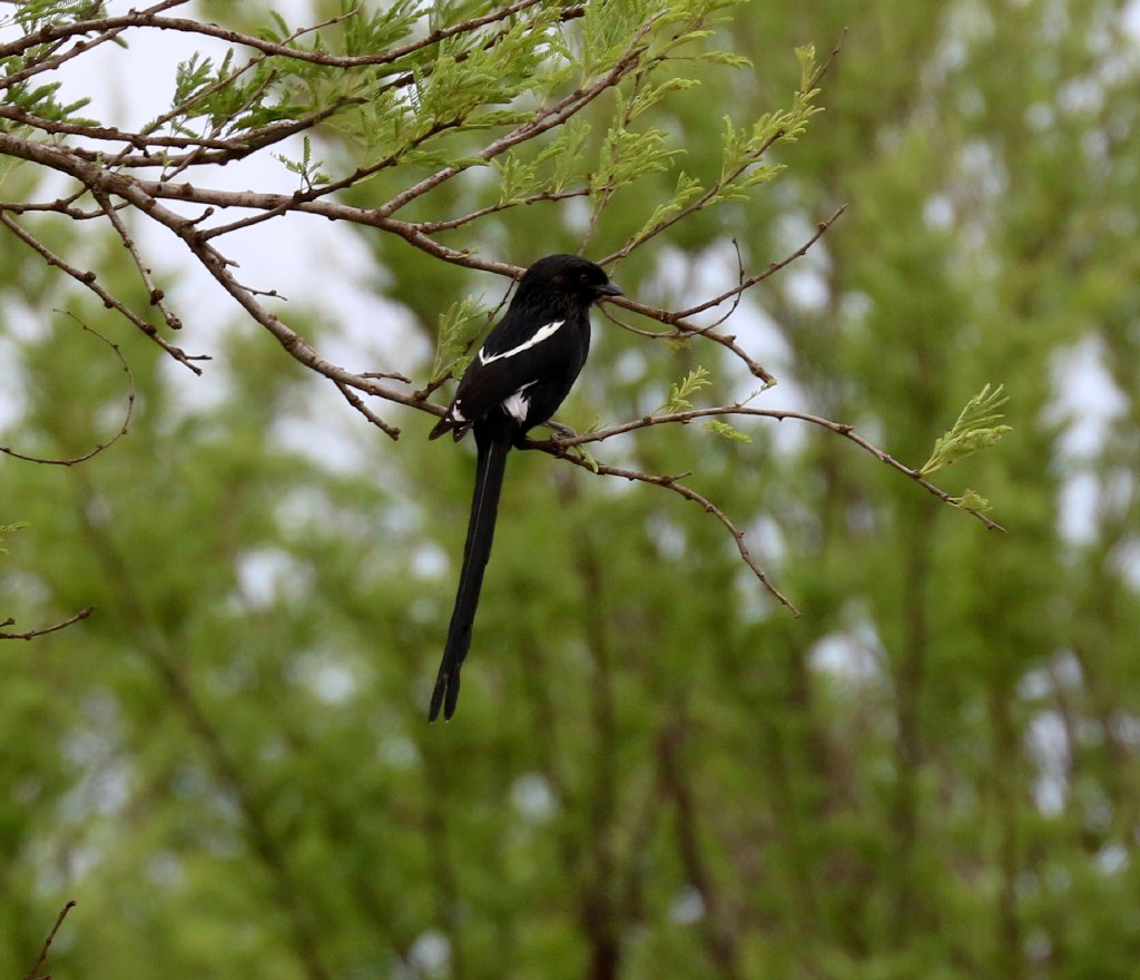 Magpie Shrike