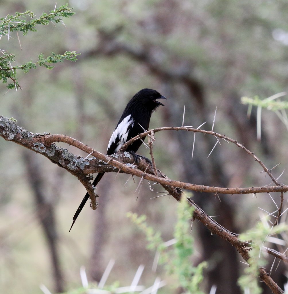 Magpie Shrike