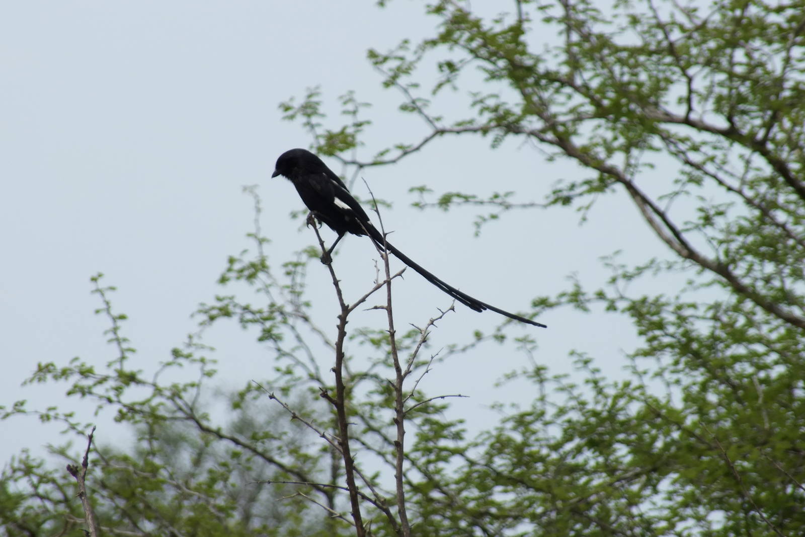 Magpie Shrike