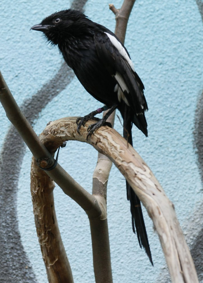 Magpie shrike