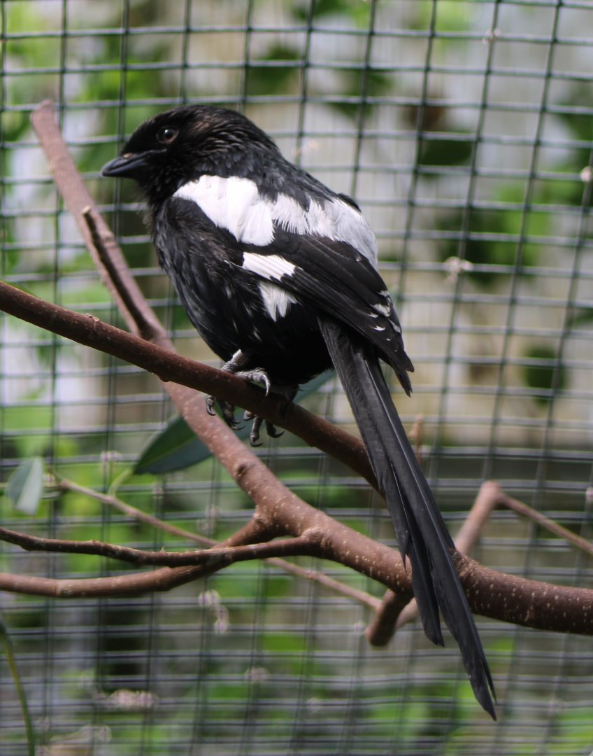 Magpie shrike