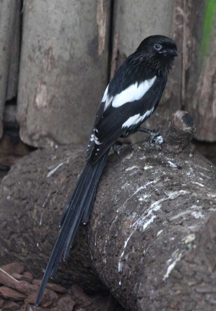 Magpie shrike
