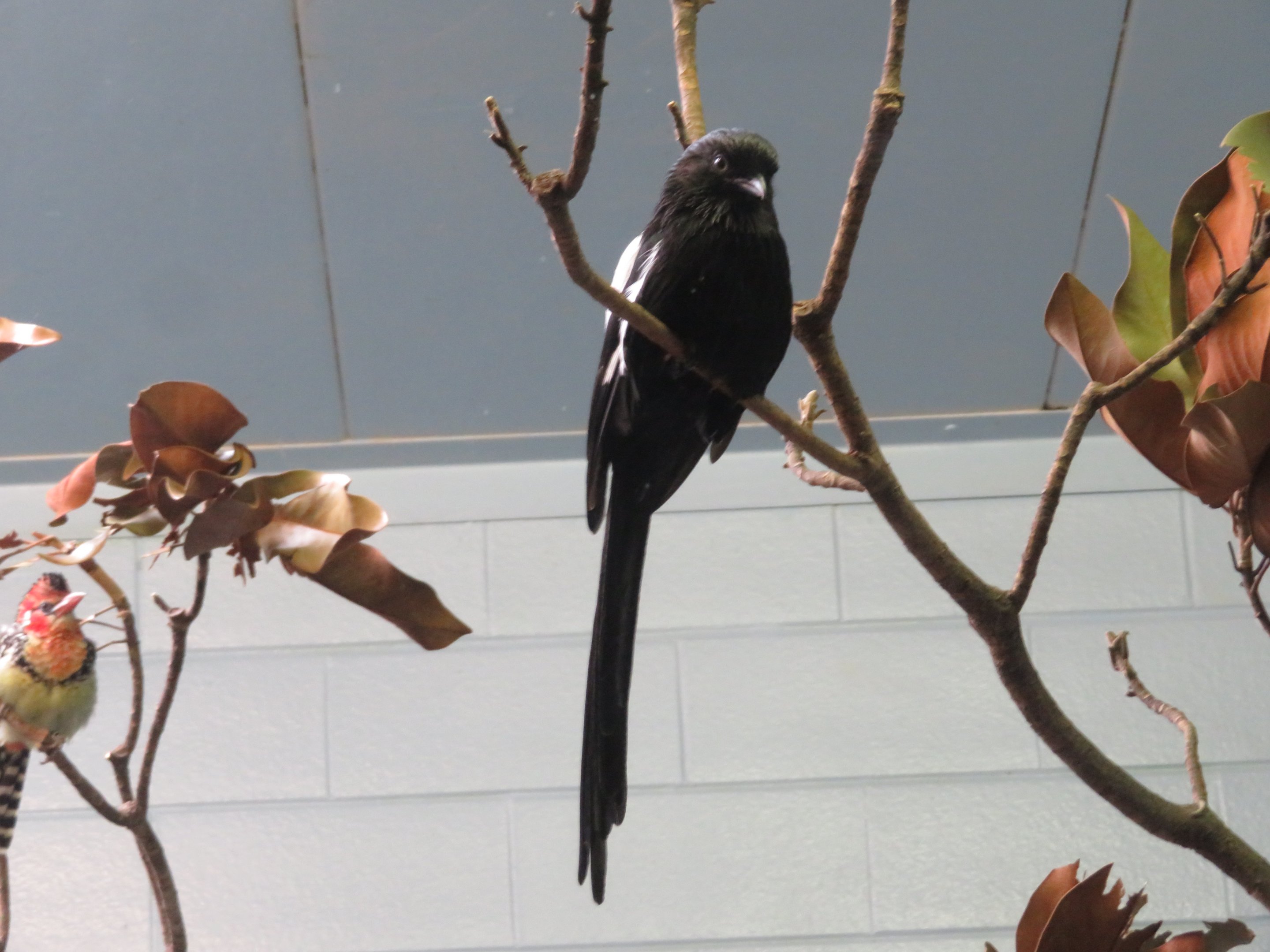 Magpie Shrike
