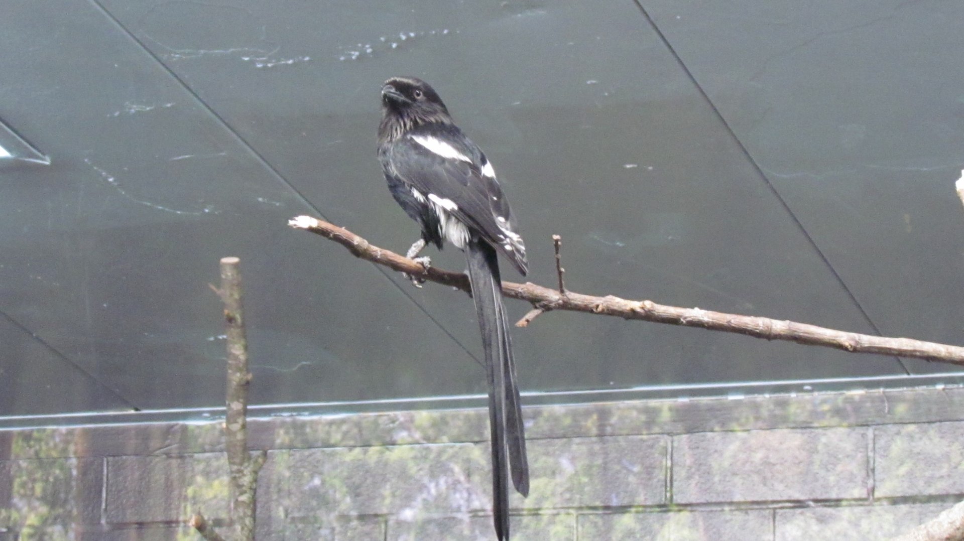 Magpie Shrike