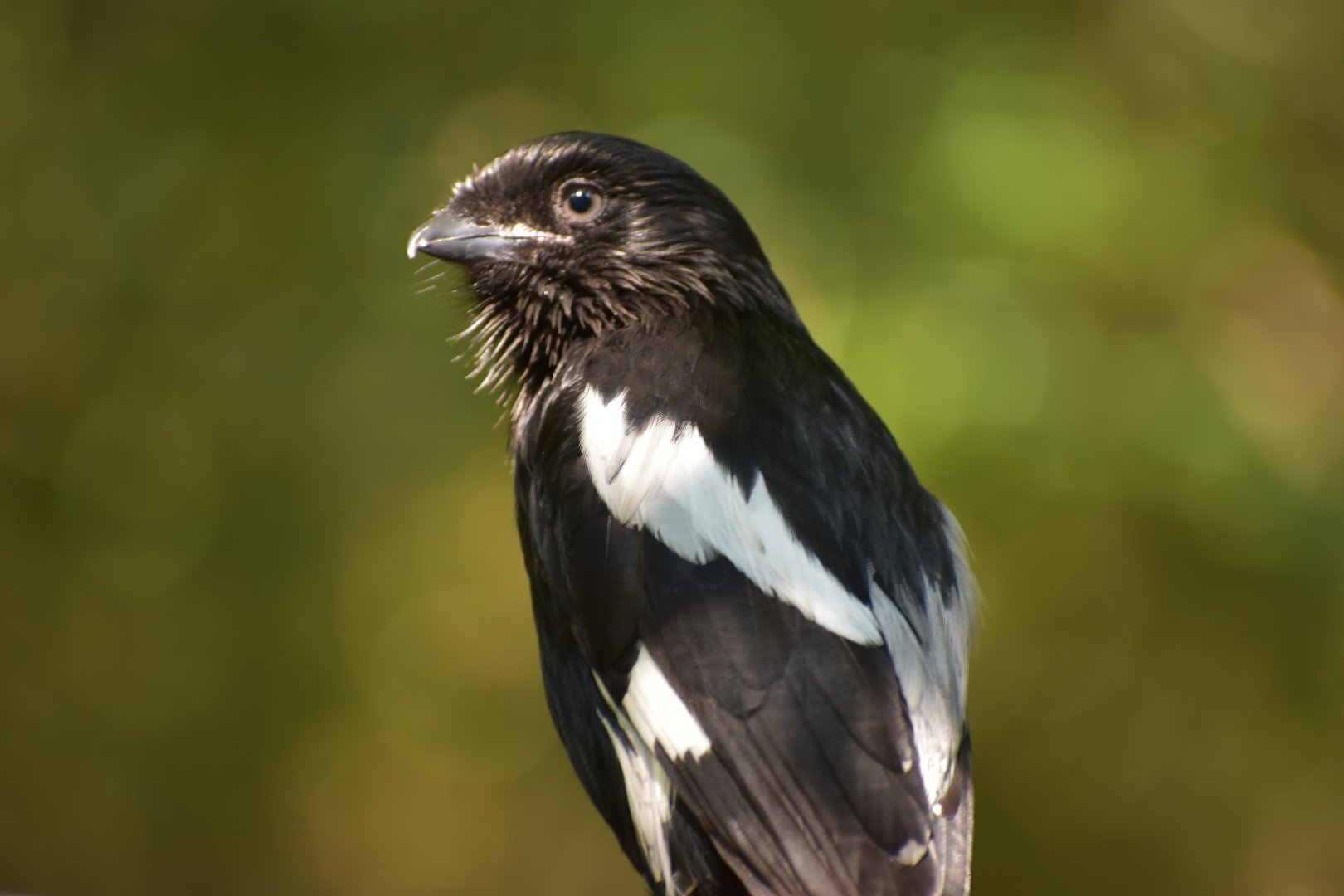 Magpie Shrike