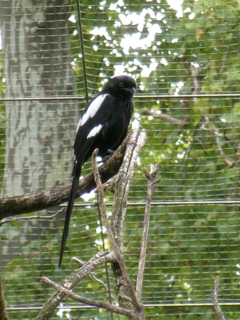Magpie shrike
