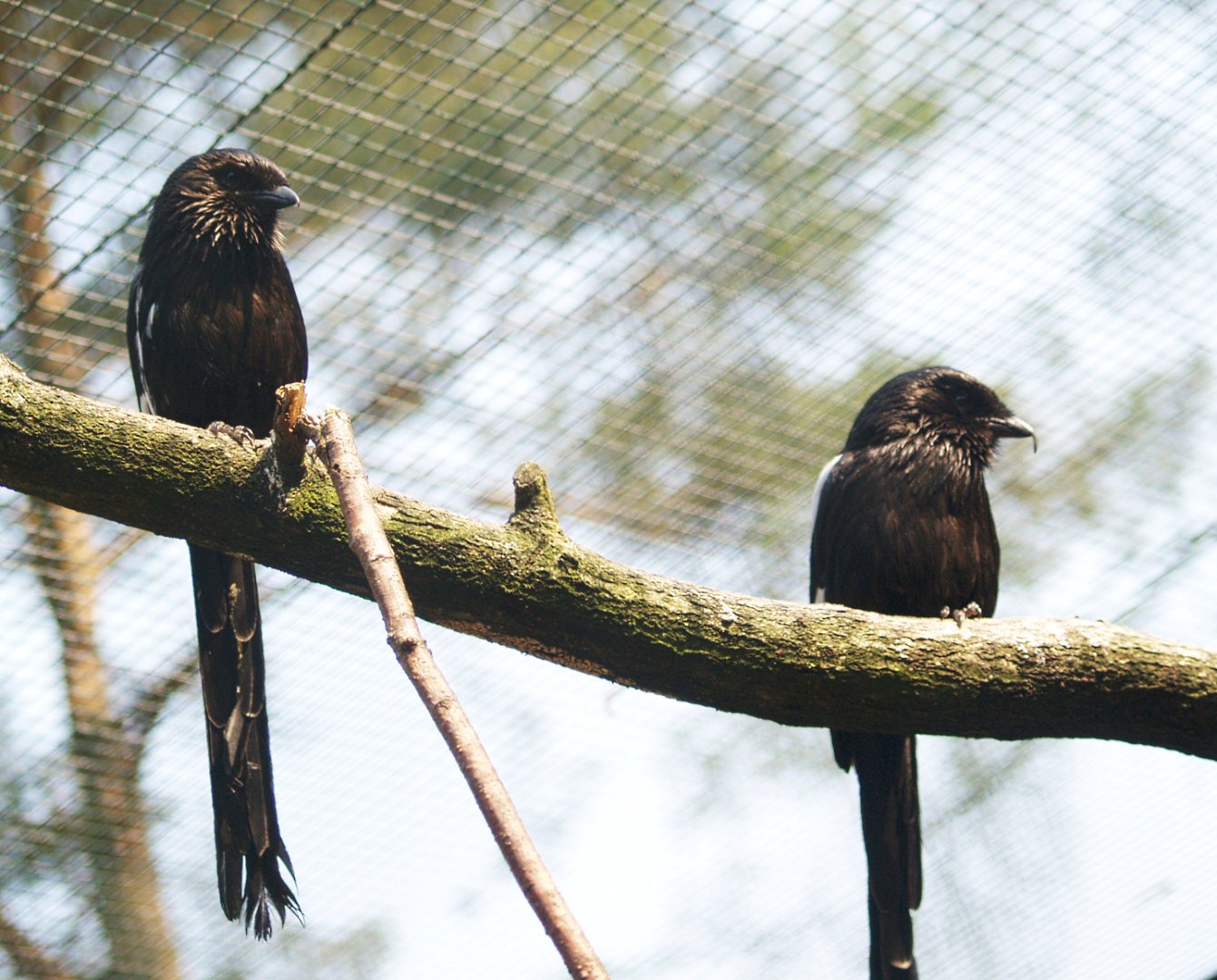 Magpie shrikes (Urolestes melanoleucus), May 2006