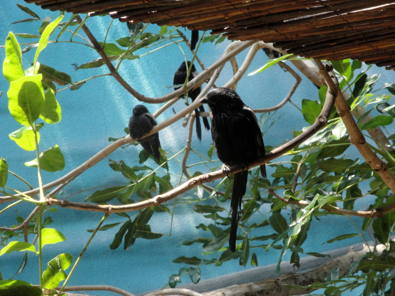 Magpie Shrikes