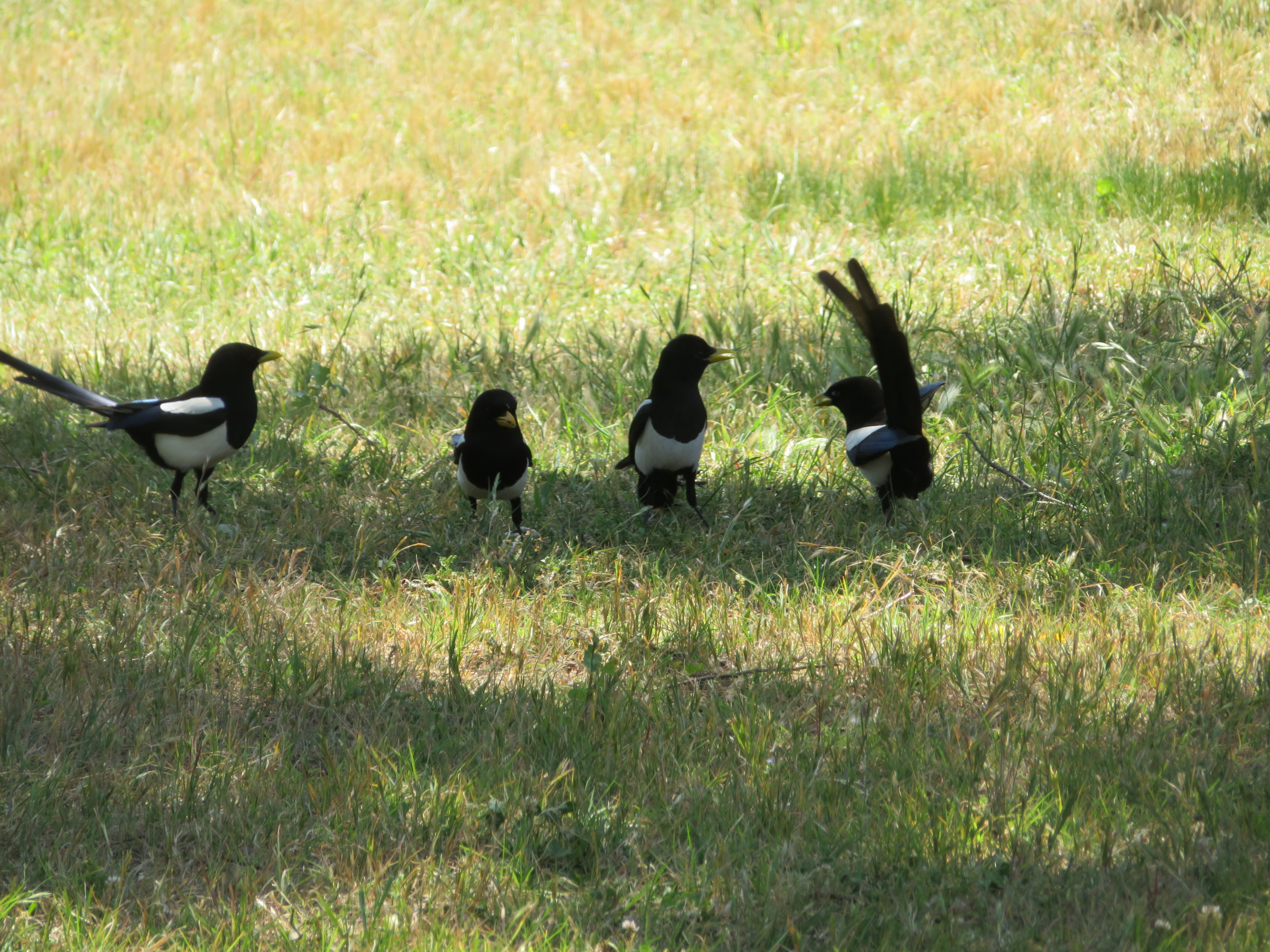 Magpie Squabbling