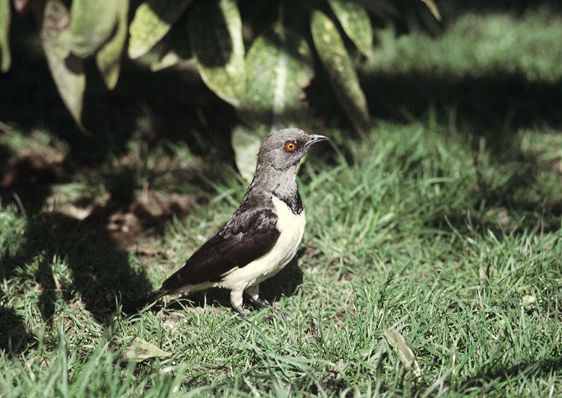 Magpie starling at the original Birdland 1974