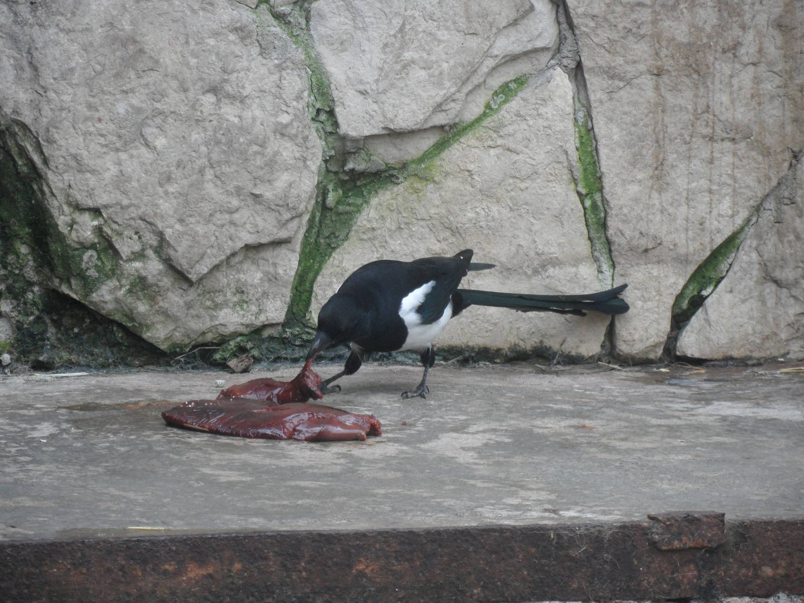 Magpie vs. Tiger Food