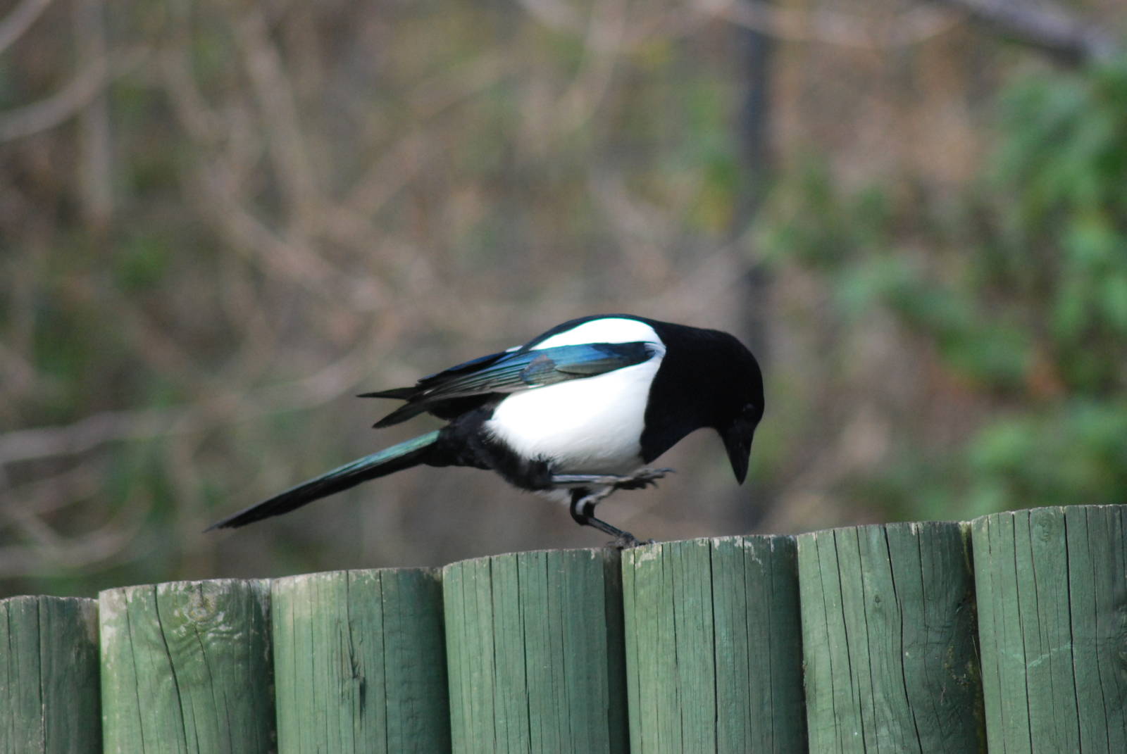 MAGPIE