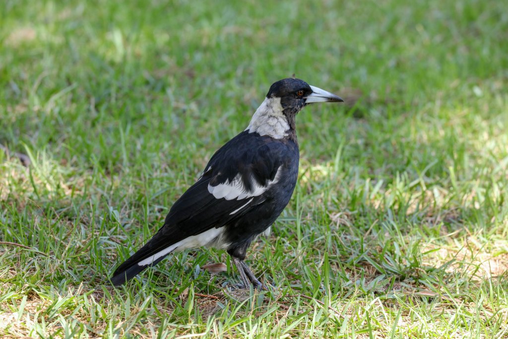 Magpie