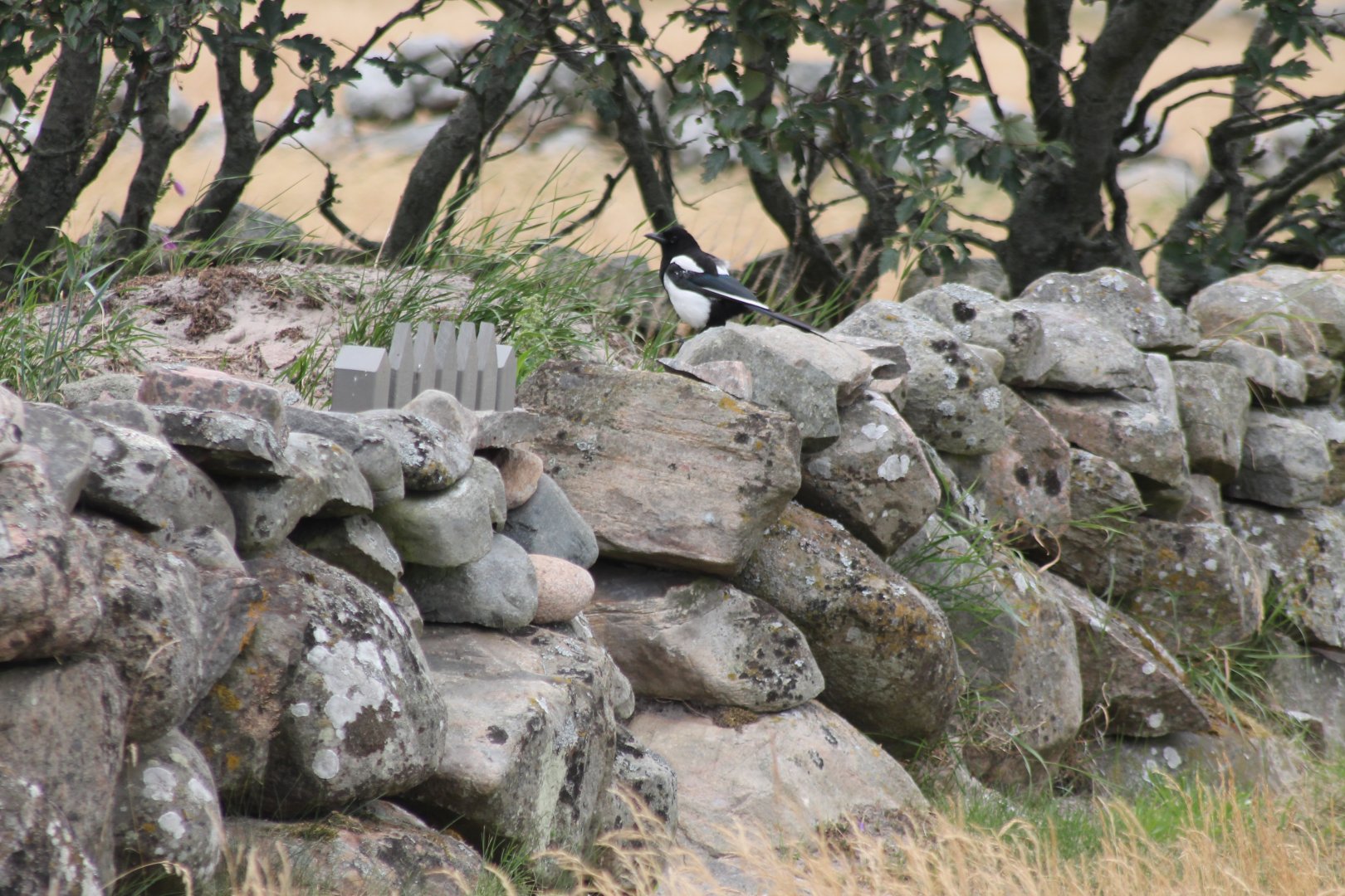 Magpie