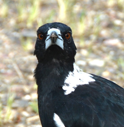 Magpie.