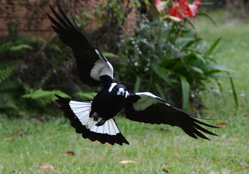 Magpie.