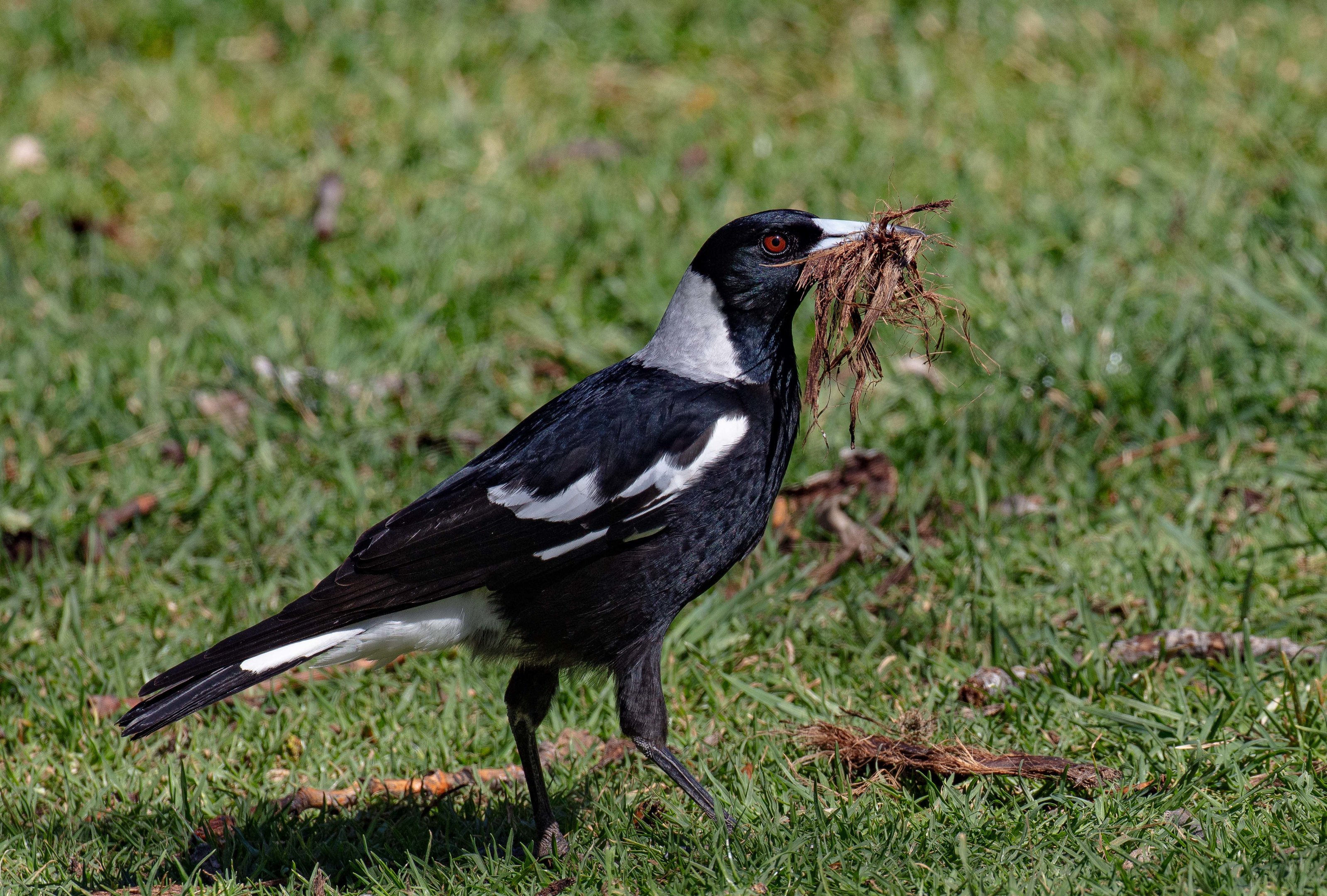 Magpie