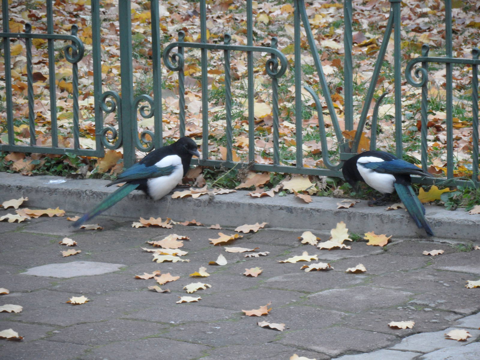 Magpies foraging