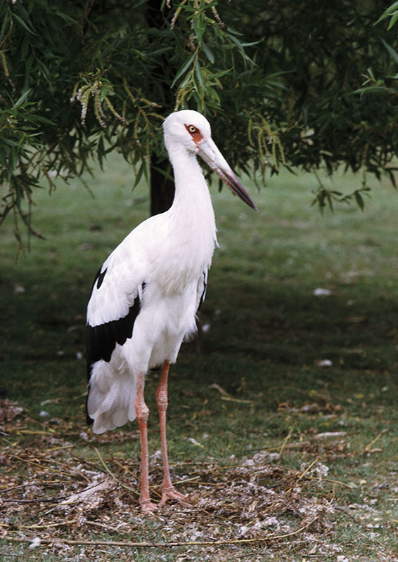 Maguari stork at Olney 1974