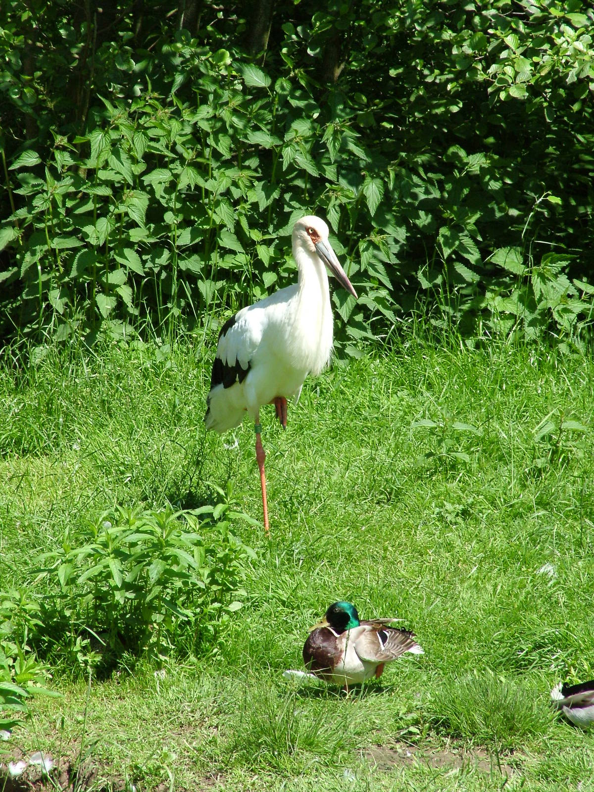 Maguari Stork at Zlin, 28/05/10