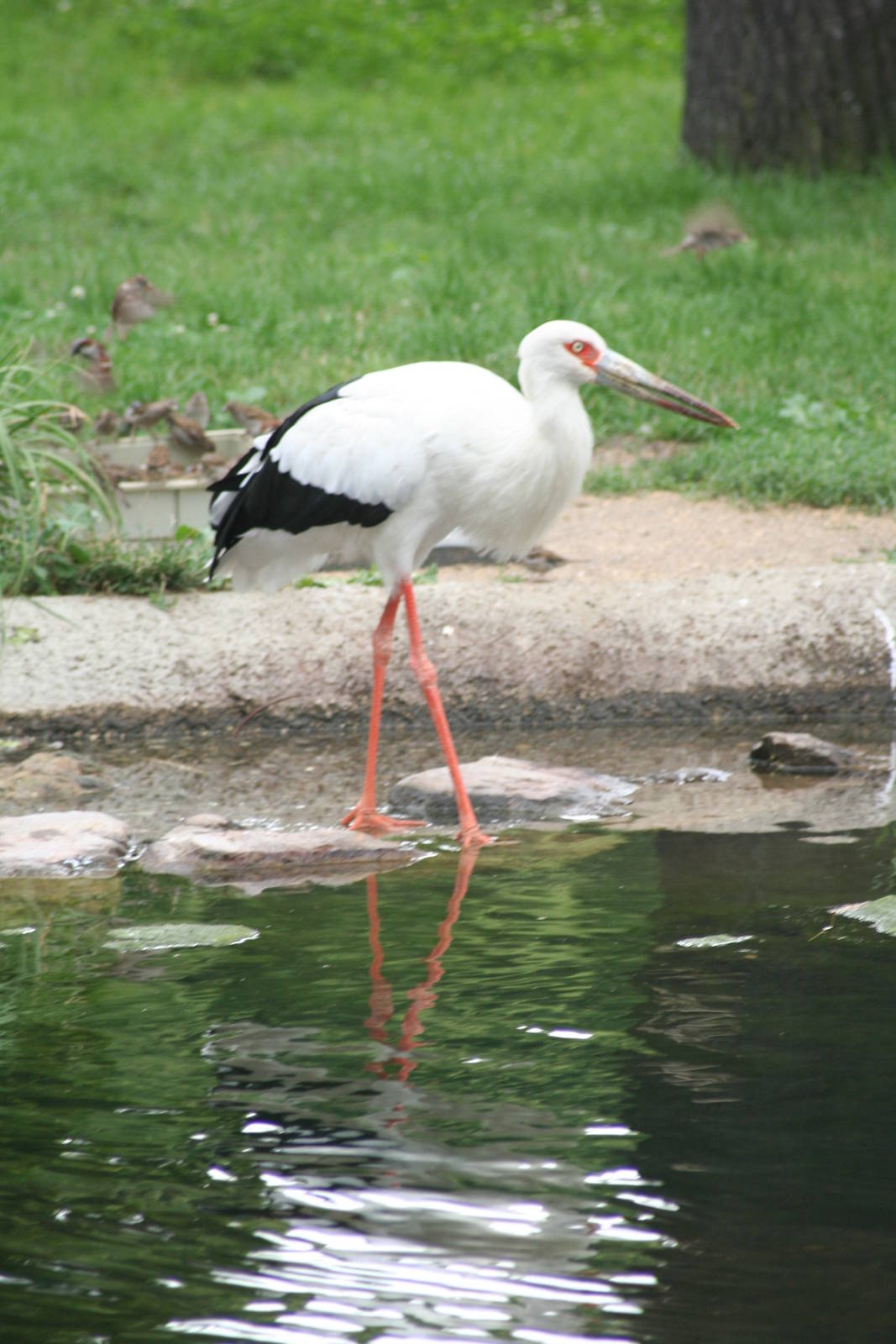 Maguari stork - Berlin July 08