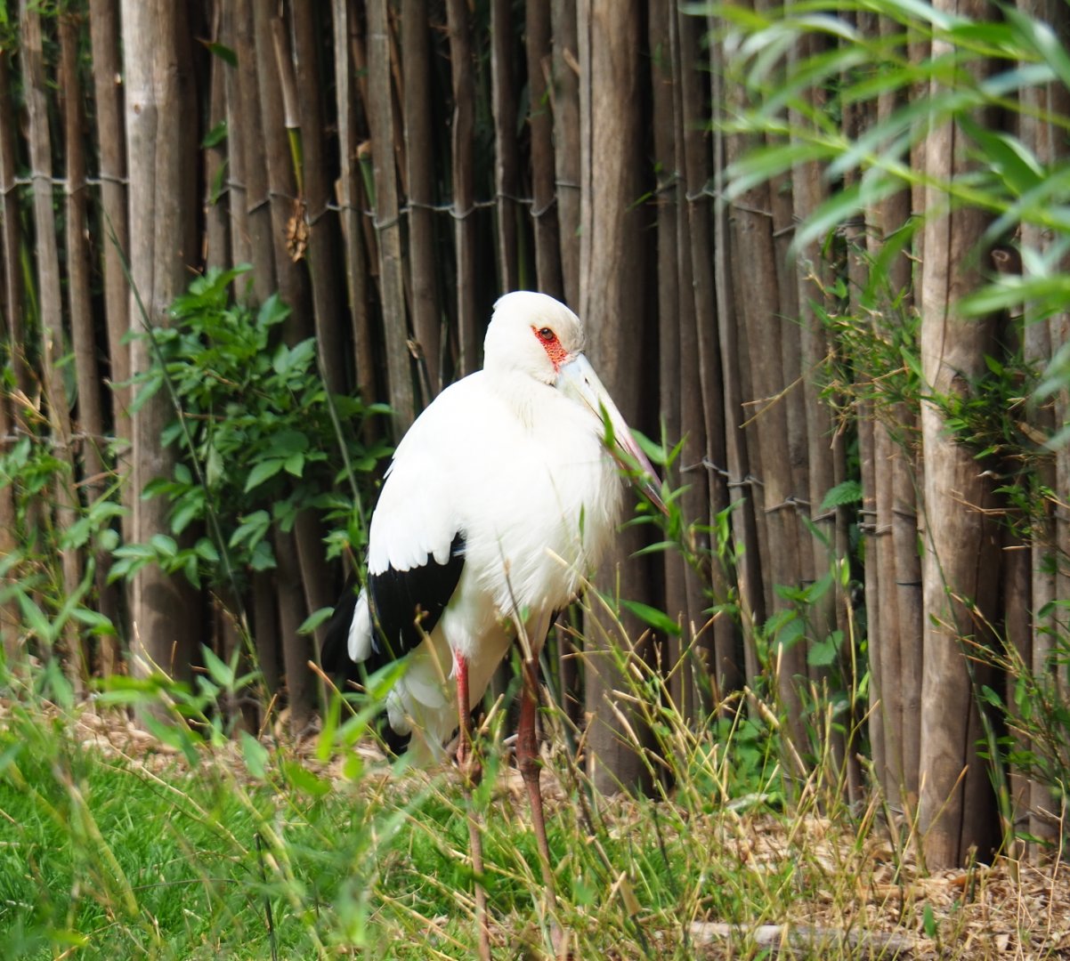 Maguari stork (Ciconia maguari), 2019-05-25