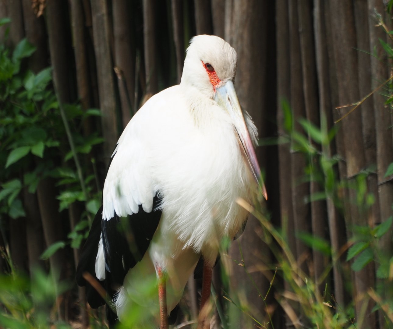Maguari stork (Ciconia maguari), 2019-05-25