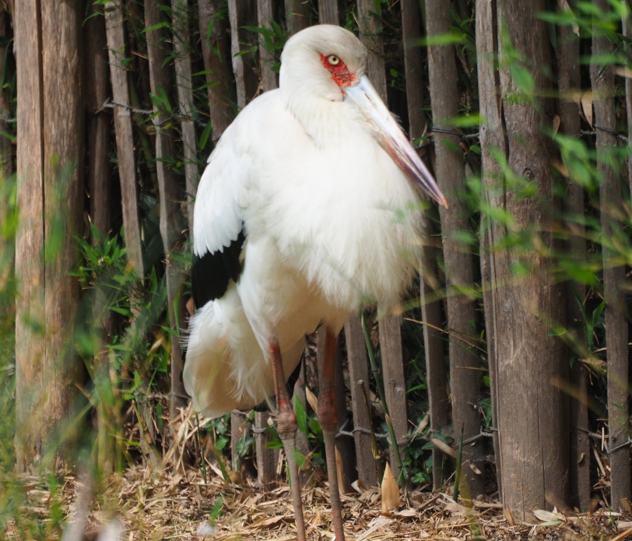 Maguari stork (Ciconia maguari), 2019-05-25