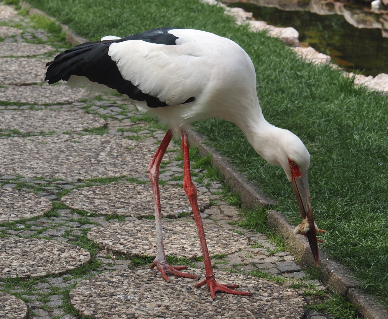 Maguari stork (Ciconia maguari), 2024-05-21