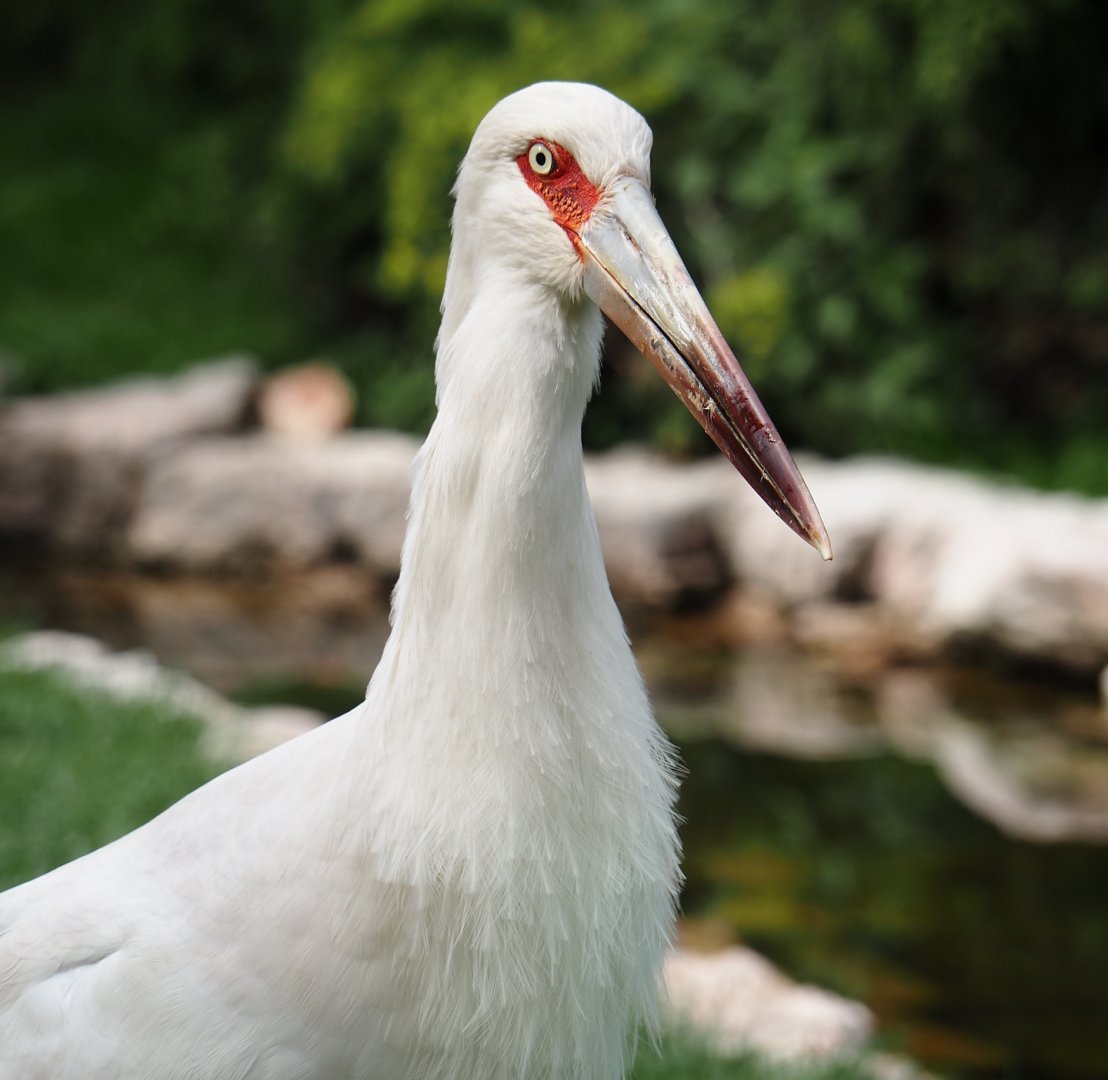 Maguari stork (Ciconia maguari), 2024-05-21