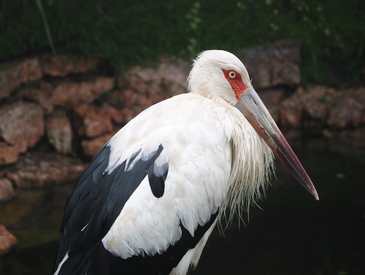 Maguari stork (Ciconia maguari), 2024-05-22