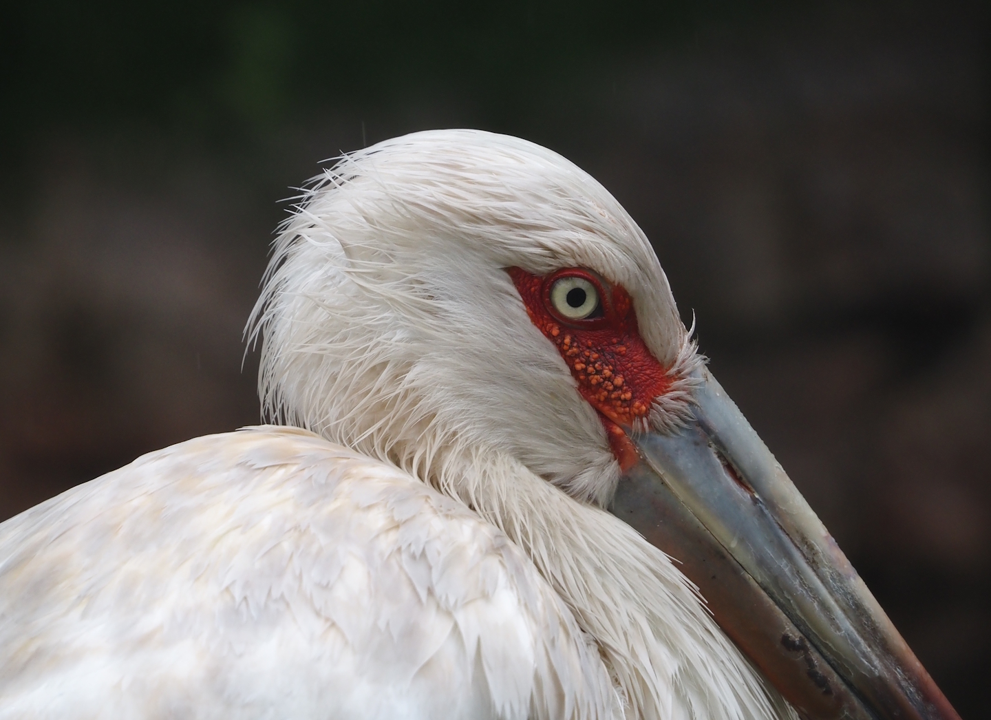 Maguari stork (Ciconia maguari), 2024-05-22