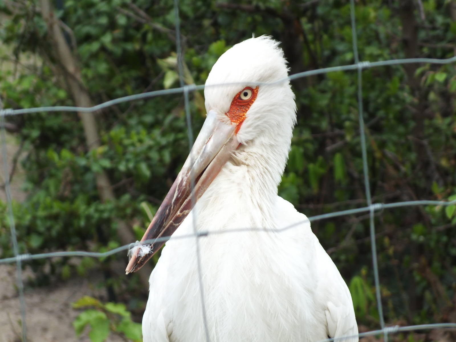 Maguari Stork (Ciconia maguari) at Zoologischer Garten Magdeburg - 5 April