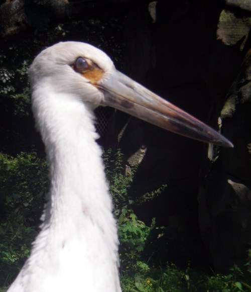 Maguari Stork (Ciconia maguari)