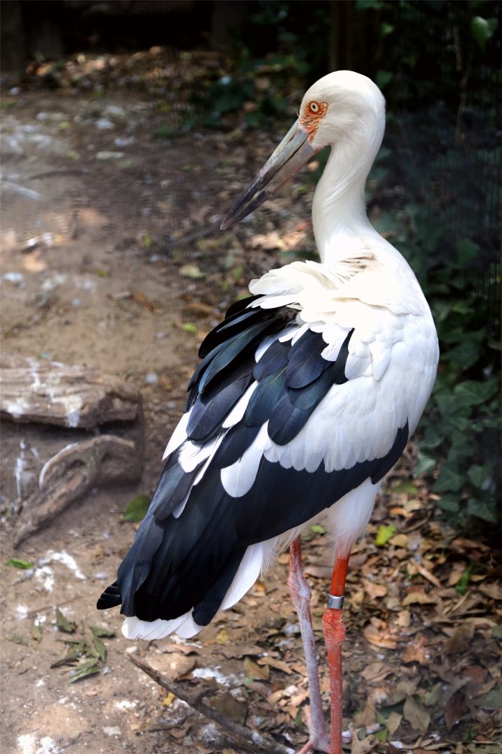 Maguari stork (Ciconia maguari)