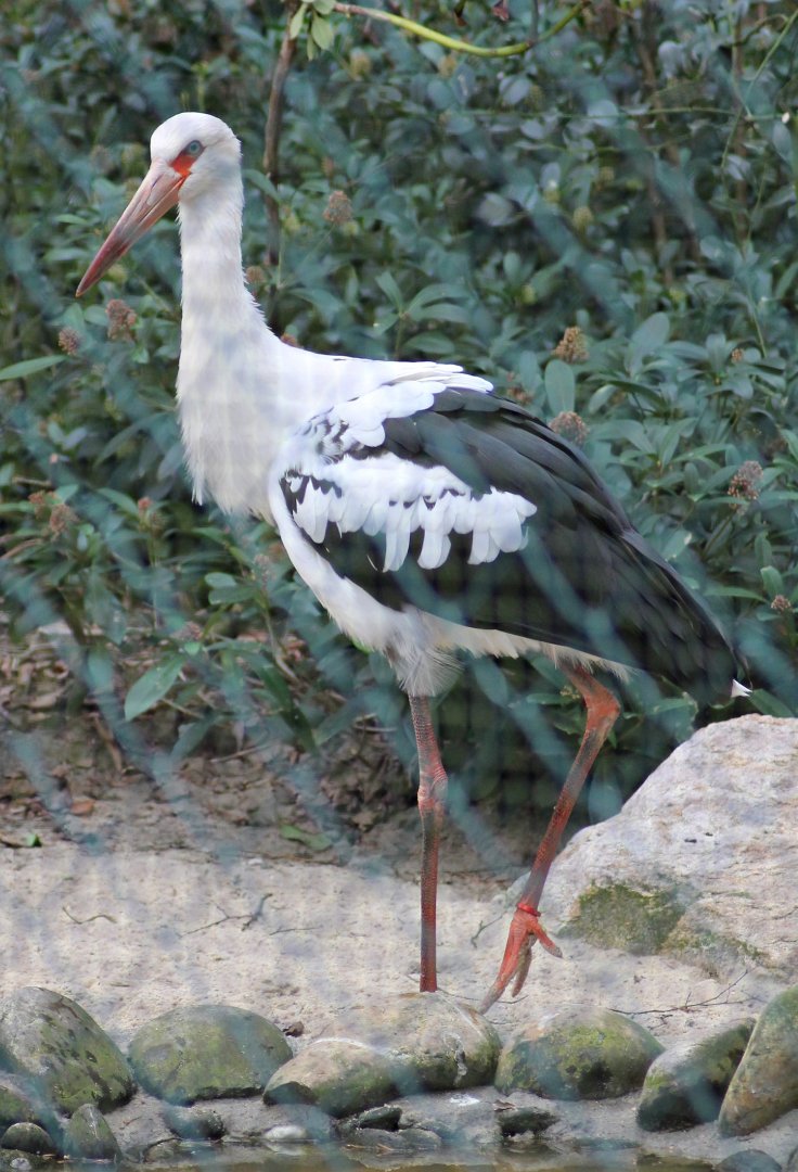 Maguari stork (Ciconia maguari)