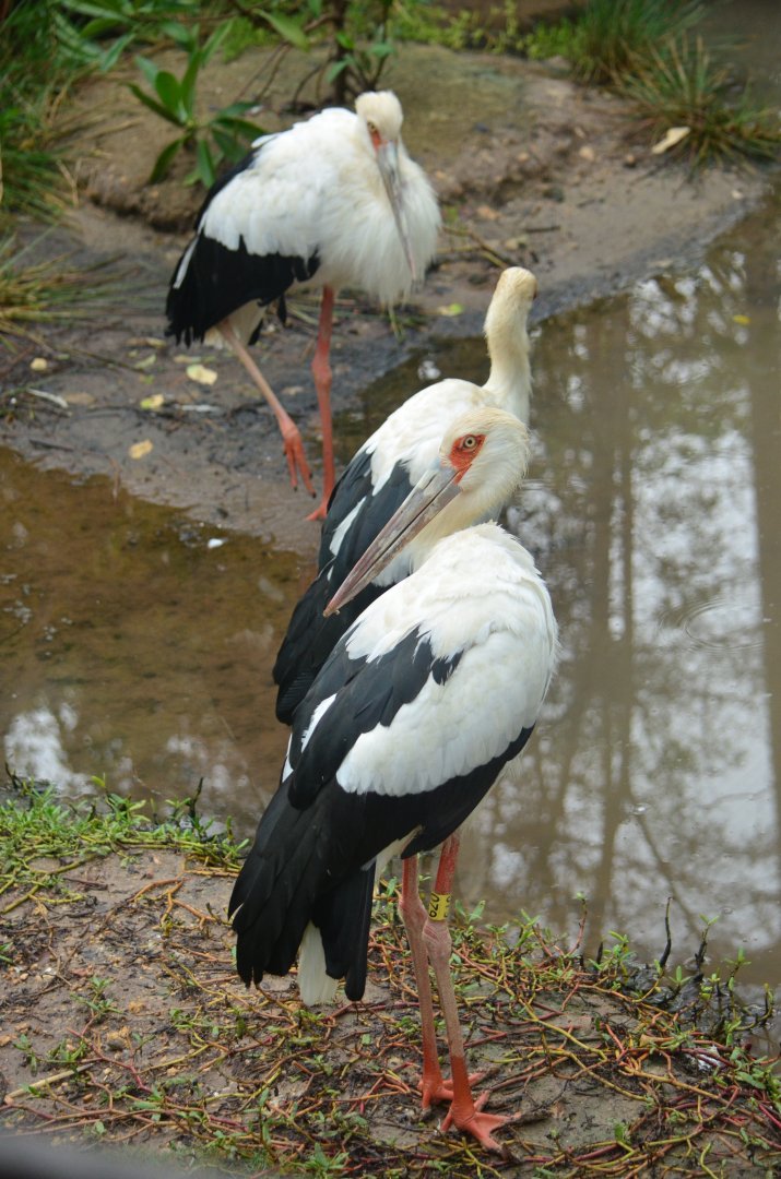 Maguari stork (Ciconia maguari)