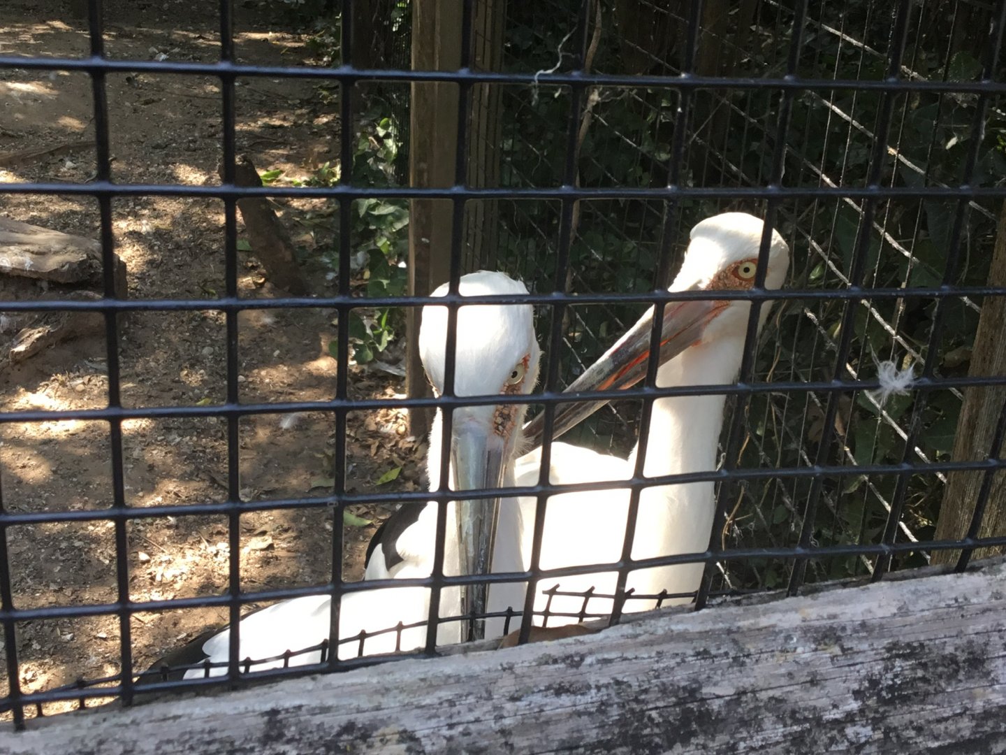 Maguari Stork (Ciconia Maguari)